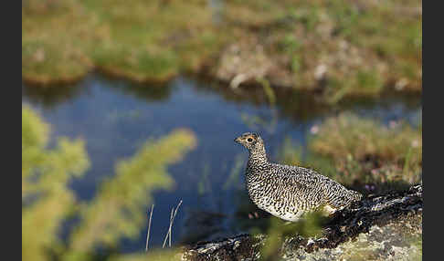 Alpenschneehuhn (Lagopus mutus)