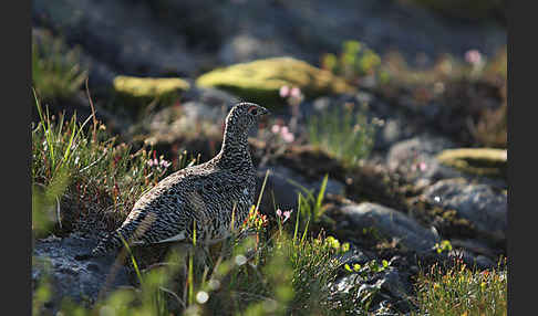 Alpenschneehuhn (Lagopus mutus)