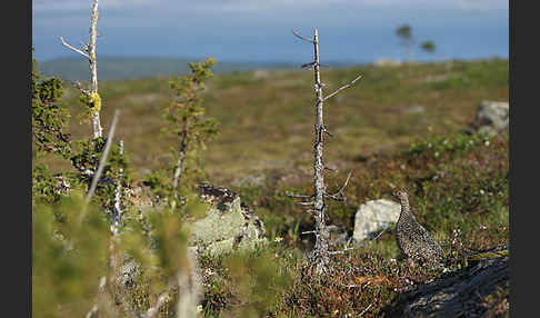 Alpenschneehuhn (Lagopus mutus)