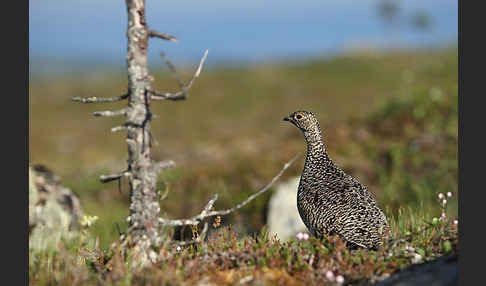 Alpenschneehuhn (Lagopus mutus)