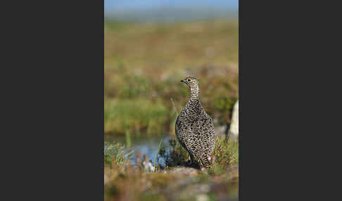 Alpenschneehuhn (Lagopus mutus)