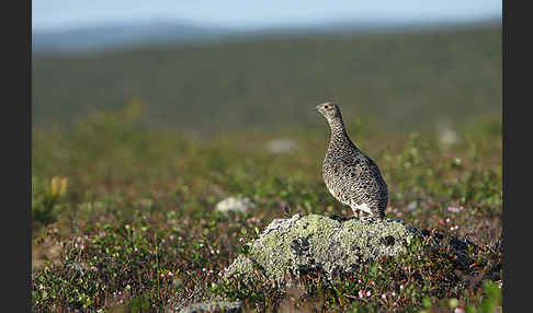 Alpenschneehuhn (Lagopus mutus)