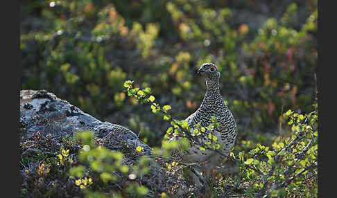 Alpenschneehuhn (Lagopus mutus)