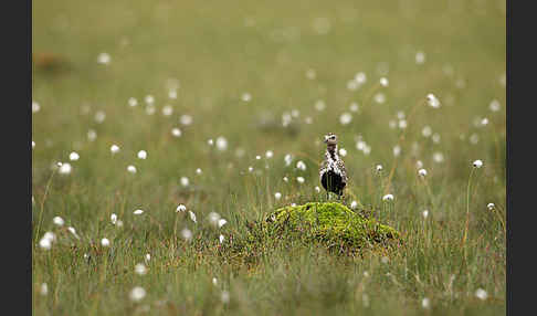 Goldregenpfeifer (Pluvialis apricaria)