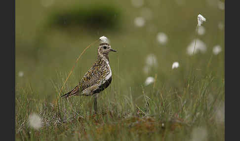 Goldregenpfeifer (Pluvialis apricaria)