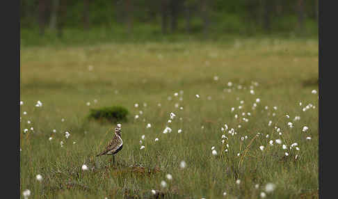 Goldregenpfeifer (Pluvialis apricaria)