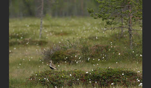 Goldregenpfeifer (Pluvialis apricaria)