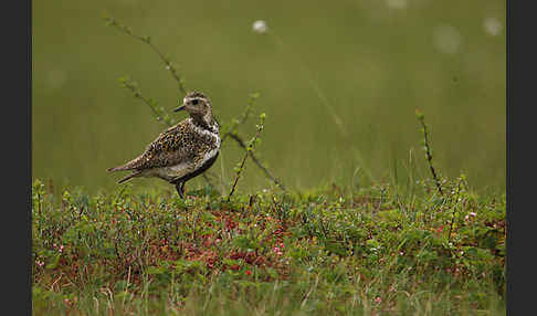 Goldregenpfeifer (Pluvialis apricaria)