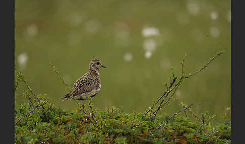 Goldregenpfeifer (Pluvialis apricaria)