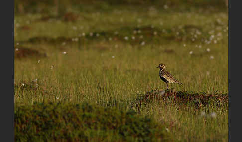 Goldregenpfeifer (Pluvialis apricaria)