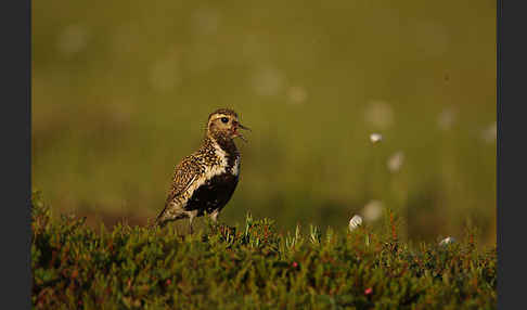 Goldregenpfeifer (Pluvialis apricaria)