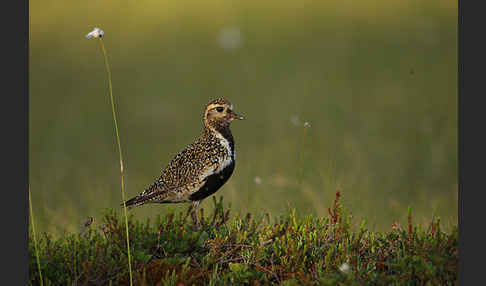 Goldregenpfeifer (Pluvialis apricaria)