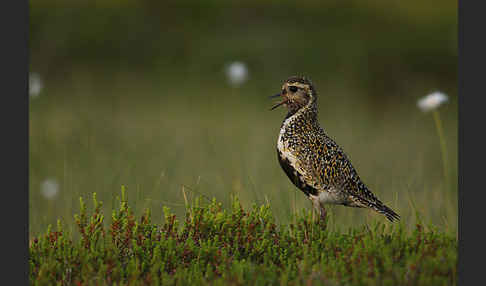 Goldregenpfeifer (Pluvialis apricaria)