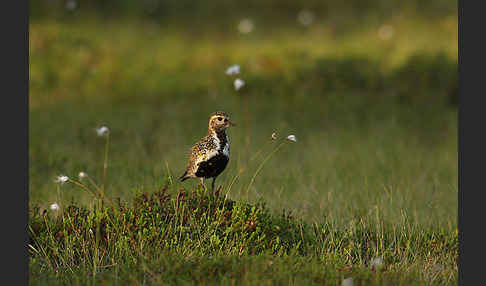 Goldregenpfeifer (Pluvialis apricaria)