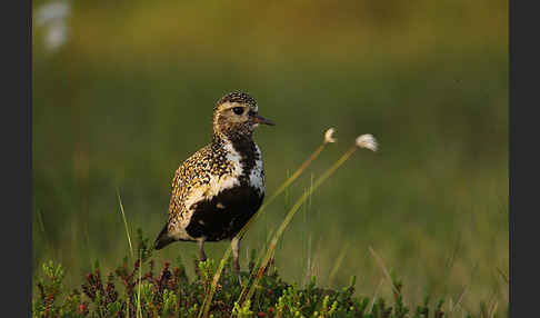 Goldregenpfeifer (Pluvialis apricaria)