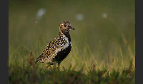 Goldregenpfeifer (Pluvialis apricaria)