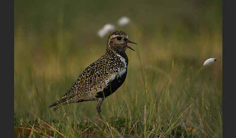 Goldregenpfeifer (Pluvialis apricaria)