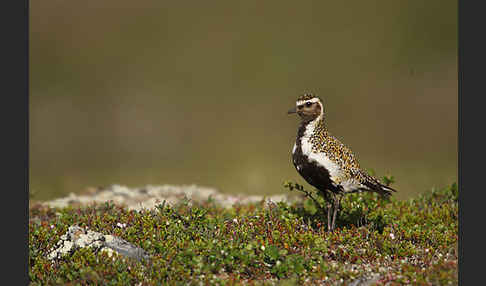 Goldregenpfeifer (Pluvialis apricaria)