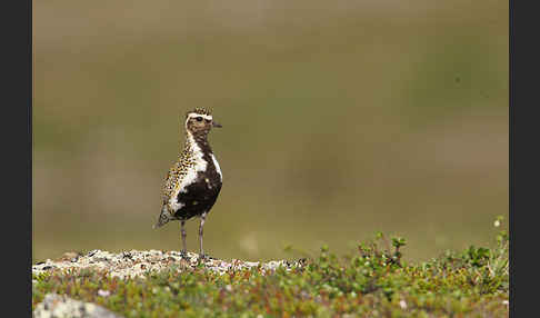 Goldregenpfeifer (Pluvialis apricaria)