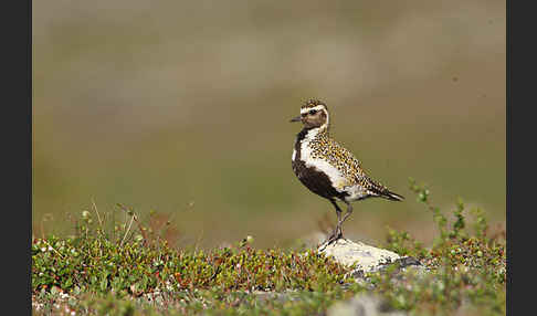 Goldregenpfeifer (Pluvialis apricaria)