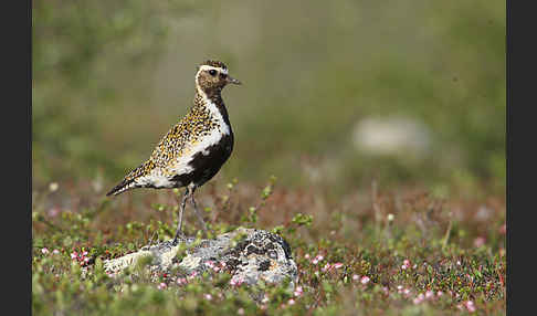 Goldregenpfeifer (Pluvialis apricaria)