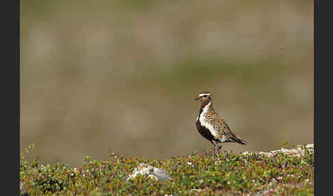 Goldregenpfeifer (Pluvialis apricaria)