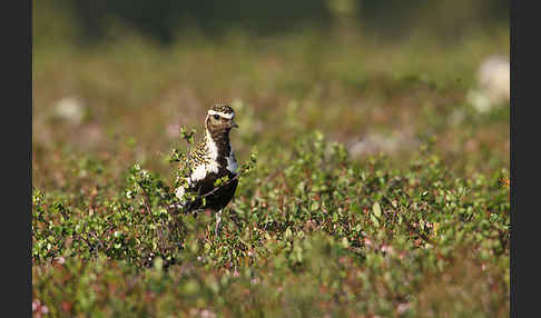 Goldregenpfeifer (Pluvialis apricaria)