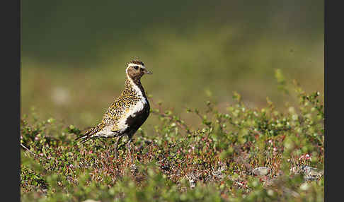 Goldregenpfeifer (Pluvialis apricaria)