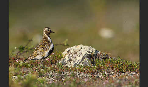 Goldregenpfeifer (Pluvialis apricaria)