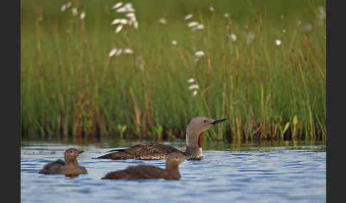 Sterntaucher (Gavia stellata)