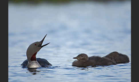 Sterntaucher (Gavia stellata)