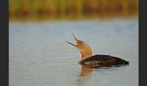 Sterntaucher (Gavia stellata)