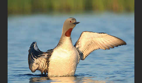 Sterntaucher (Gavia stellata)