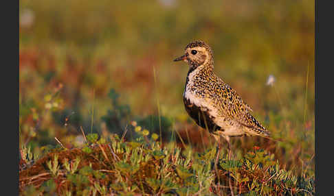 Goldregenpfeifer (Pluvialis apricaria)