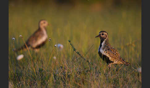 Goldregenpfeifer (Pluvialis apricaria)