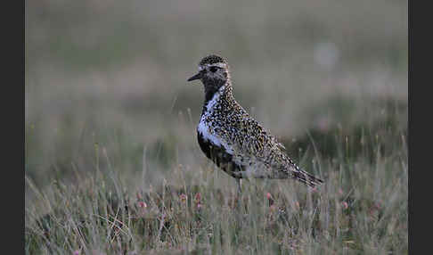 Goldregenpfeifer (Pluvialis apricaria)