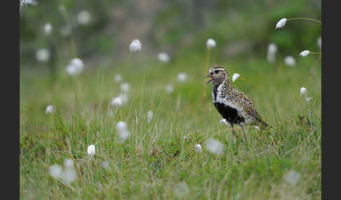 Goldregenpfeifer (Pluvialis apricaria)