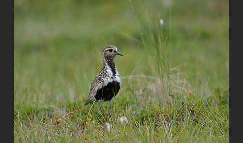 Goldregenpfeifer (Pluvialis apricaria)
