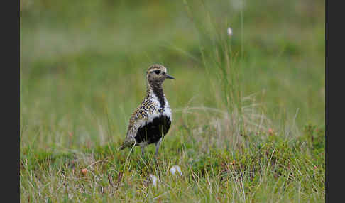 Goldregenpfeifer (Pluvialis apricaria)