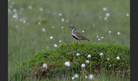 Goldregenpfeifer (Pluvialis apricaria)