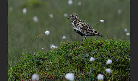 Goldregenpfeifer (Pluvialis apricaria)