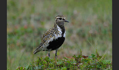 Goldregenpfeifer (Pluvialis apricaria)