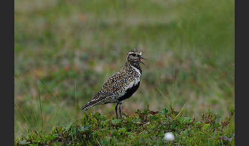 Goldregenpfeifer (Pluvialis apricaria)