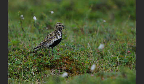 Goldregenpfeifer (Pluvialis apricaria)