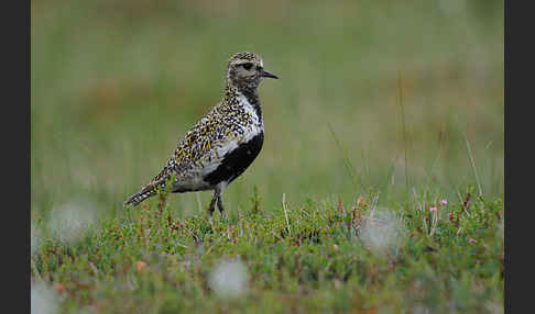 Goldregenpfeifer (Pluvialis apricaria)