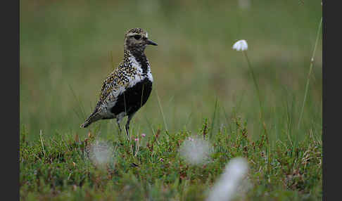 Goldregenpfeifer (Pluvialis apricaria)