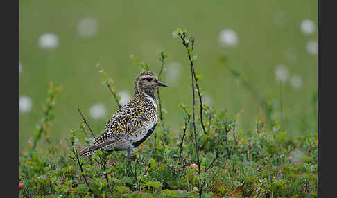 Goldregenpfeifer (Pluvialis apricaria)