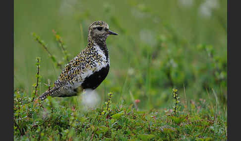 Goldregenpfeifer (Pluvialis apricaria)