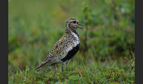 Goldregenpfeifer (Pluvialis apricaria)