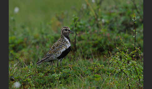 Goldregenpfeifer (Pluvialis apricaria)